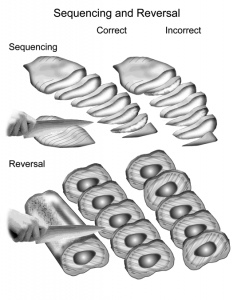 sequencing